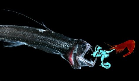 Magical Lights Fish: Unraveling Their Role in Ecosystems
